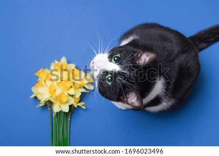 Black and white cat with yellow narcissus on blue background.