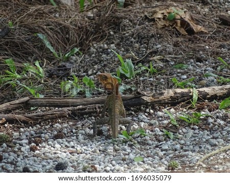 Oriental garden lizard, called also changeable lizard, photographed in Coney Island Singapore