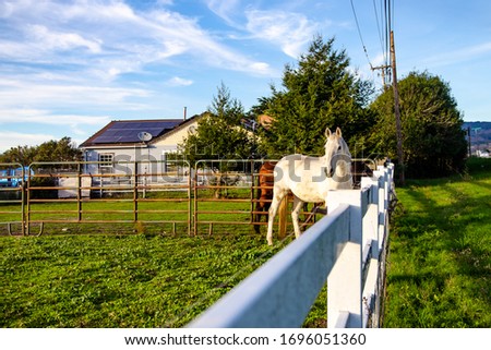 White horse grazes on a farm 
