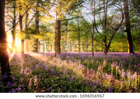 Amazing sunrise through bluebell woodland. Wild spring flowers hidden in a forest landscape with early dawn sunlight Royalty-Free Stock Photo #1696056967
