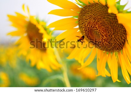 little bee flying and collect pollen on big yellow sunflower with blur background stock photo