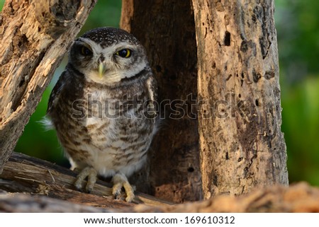 little curoius owl hiding behind the tree with green back ground stock photo