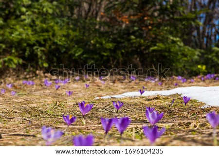 field with flowers during spring