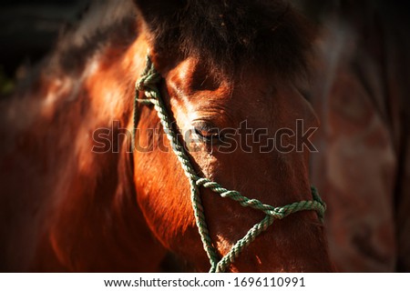Close, a native Asian horse’s head with rope halter, a horse on the tea horse road near China border. Focus on eye. Royalty-Free Stock Photo #1696110991