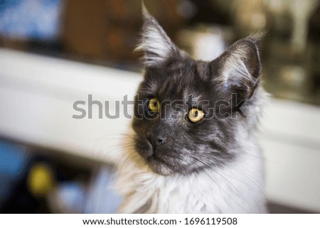  Excited fluffy maine coon housecat  