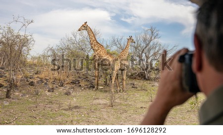 man taking photos of giraffes on safari in the savuti reserve Botswana 