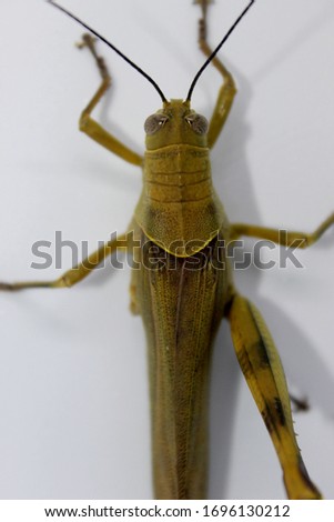 Yellow grasshopper  in the white background 