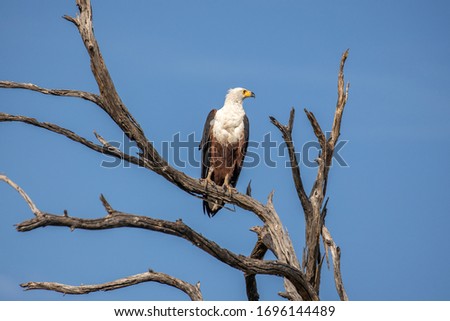 fish eagle resting in botswana