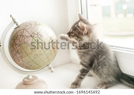 cute kitten gray cat is sitting on the window  playing with the globe Royalty-Free Stock Photo #1696145692