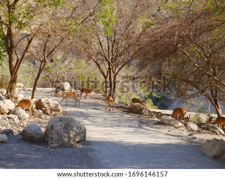 group of antelopes with calfs, arabian Oryx (Oryx leucoryx) at the Nature Reserve Ein Gedi, near Elat, Israel