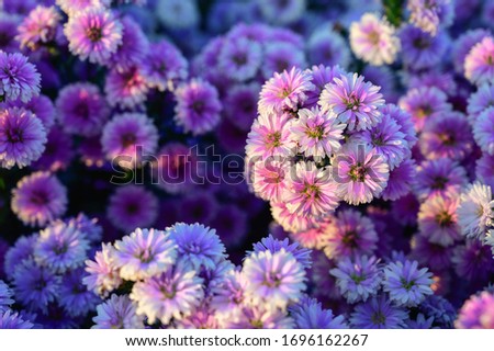 Pink and white margaret flowers on a blurred and colorful background Royalty-Free Stock Photo #1696162267