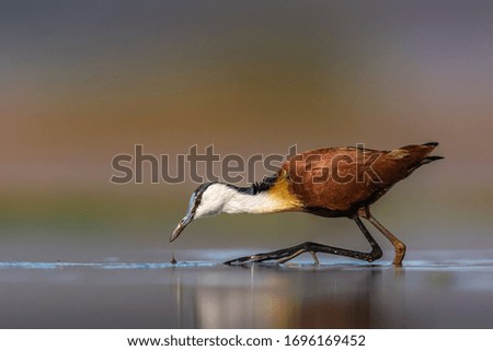 Eye level image of African jacana feeding in natural pond