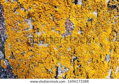 yellow moss background on a tree trunk
