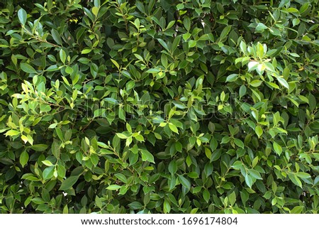 green leaves wall texture background