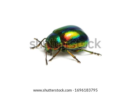 Green beetle isolated on white background Royalty-Free Stock Photo #1696183795