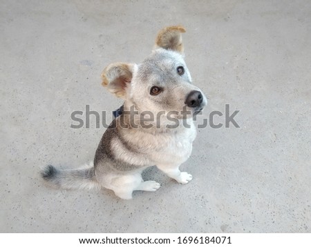 A gray young dog sits and looks at the owner. Cute pet on a gray background.