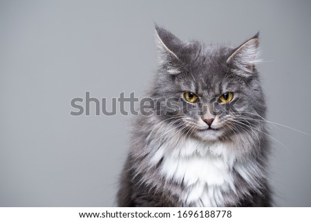 studio portrait of a cute gray white fluffy maine coon longhair cat making a funny face looking grumpy or angry with copy space Royalty-Free Stock Photo #1696188778