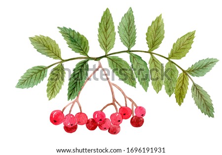 watercolor hand drawn rowan branch with red berries and green leaves isolated on white background