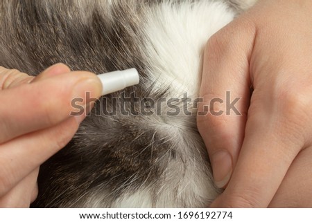 female hands drip a medicine against fleas and worms on a cat’s fur closeup view
