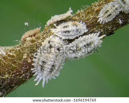 Scale insect, Cotton mealybug, Phenacoccus solenopsis, (Hemiptera: Pseudococcidae) is one of plant pests of Mediterranean Region. Macro  Royalty-Free Stock Photo #1696194769
