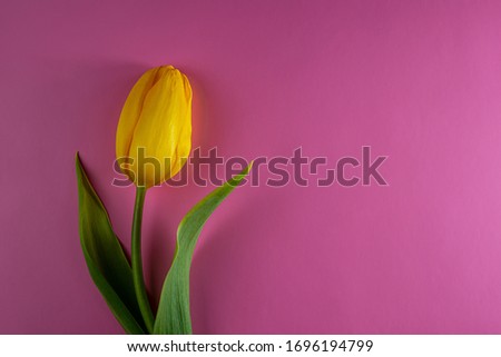Yellow tulip flower on a pink background. Photo for design.