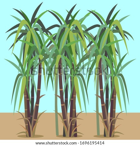 Vector of sugar cane plant.