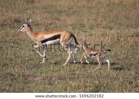 
Mother thompson gazelle leading a small baby.