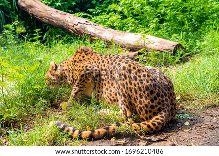 Cute leoprad lying in the grass eating meat.