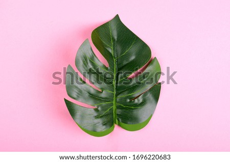 Green monstera leaf composition on color background. Flat lay and overhead image. Copy space.