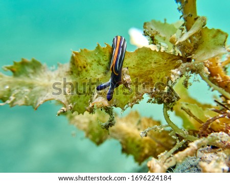 Sea slug with blue, black and orange lines, in a natural environment. Very much like nudibranchs. Thuridilla hopei. 