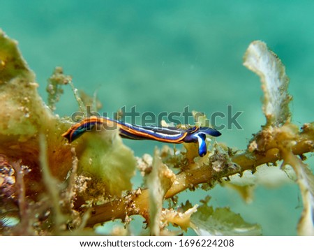 Sea slug with blue, black and orange lines, in a natural environment. Very much like nudibranchs. Thuridilla hopei. 