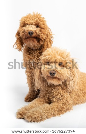Portrait in studio of two apricot hairy poodles on white background.