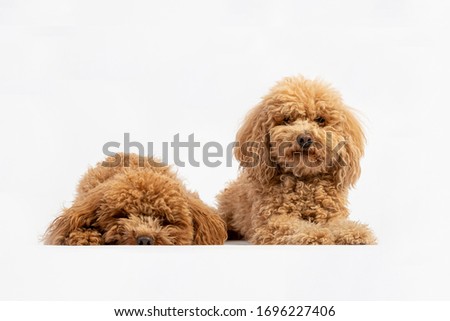 Portrait in studio of two apricot hairy poodles on white background.