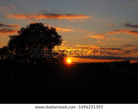 Orange sunset between the oaks