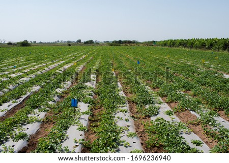 Watermelon or Melon (Citrullus lanatus) and Gallardia plants are planted in same field with poly munching film technics. companion planting concept. Intercropping field. Beautiful watermelon field.