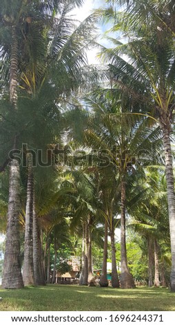 Palm grove. Vertical picture taken by phone