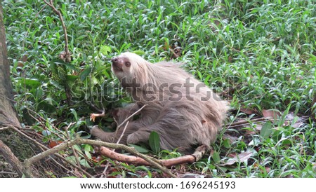 Sloth trying to climb a tree, Costa Rica
