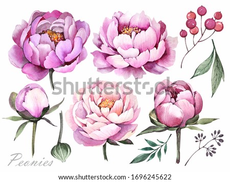 Watercolor illustration. Peonies flowers. Elements