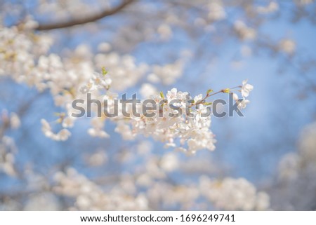 This is a picture of cherry blossoms taken in Seoul, South Korea.