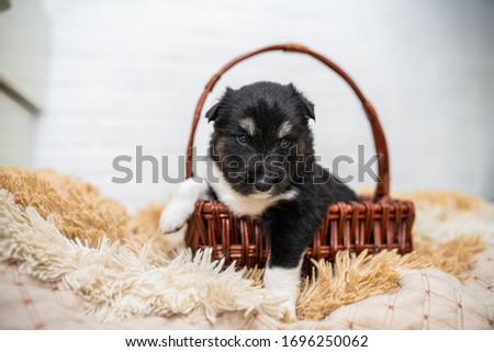 black and white husky puppy in a basket. cute puppy in a basket. puppies are not gifts