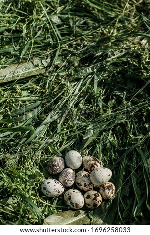 quail eggs on green grass background. Easter holiday concept. beautiful still life with quail eggs on natural background. concept of healthy food. top view
