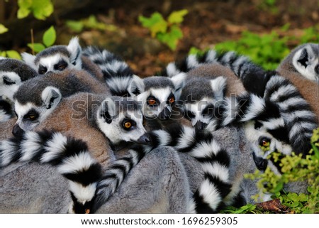 Ring tailed Lemurs close up portraits
