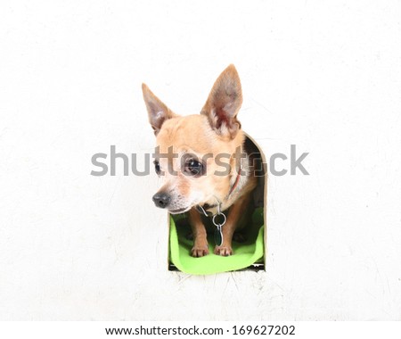 a cute chihuahua in a dog house 