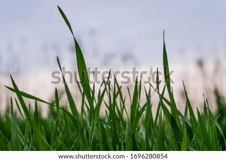 Green grass close-up. Macro photo. Small details are very close up. 