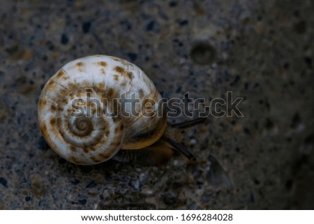 Snail macro photo. Snail in its natural habitat. Snails in the grass. Snail on the pavement. Snails in an urban environment. Snails in motion.