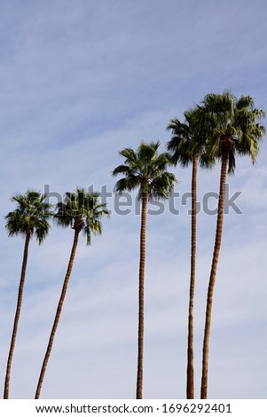 Palm trees in Downtown Palm Springs