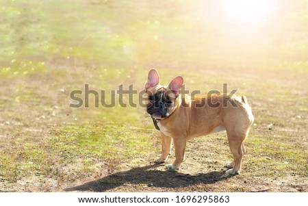 Young french bulldog puppy at walk on the sunny spring day beautiful portrait. Spring mood lifestyle picture. Pet love and nuture picture