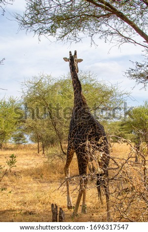 Vertical picture of a black giraffe walking under the acacias in the savanna of Tarangire National Park, in Tanzania