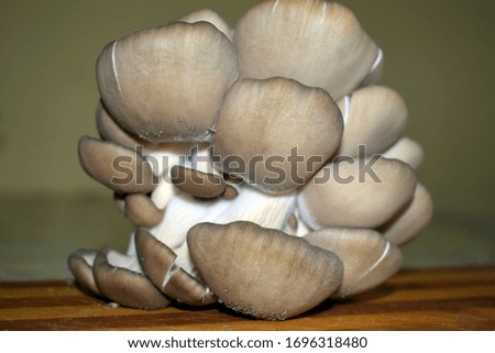 Fresh oyster mushrooms on a wooden board. Side view.