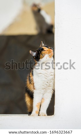 Close up of a female tortoiseshell cat rubbing on a white plaster wall, with another cat in the background mirroring its moves
